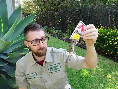 Montgomery pest control