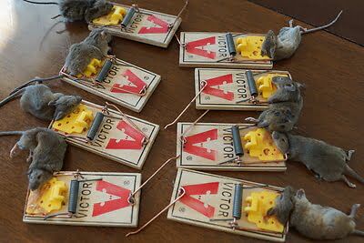rodent trapping